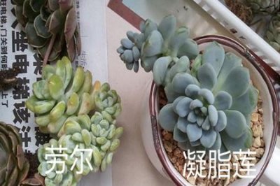 ​凝脂莲和劳尔的区别