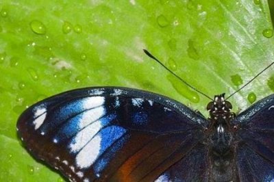 ​破茧而出化蛹为蝶是什么意思