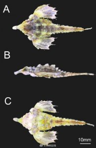 我国近海发现2个鱼类新物种