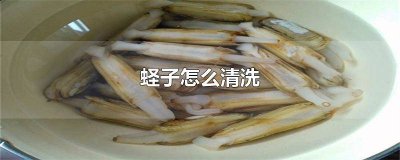 蛏子的做法及处理方法 蛏子怎样去除内脏图解视频