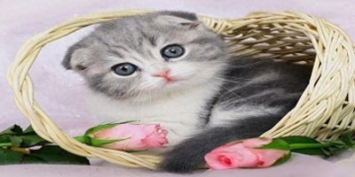 不宜养猫的4个属相女人，哪几个生肖的人千万不能养猫？