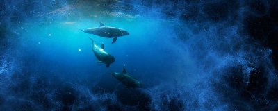 海豚的两个手叫什么 海豚的两个手叫什么名称