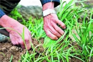 吃韭菜烧心怎么缓解?韭菜吃多了烧心 吃韭菜烧心怎么缓解?韭菜吃多了烧心