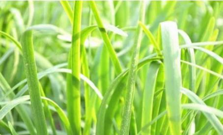 吃韭菜烧心怎么缓解?韭菜吃多了烧心 吃韭菜烧心怎么缓解?韭菜吃多了烧心