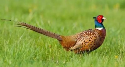 野鸡母鸡叫声40分钟(斑鸠的叫声)