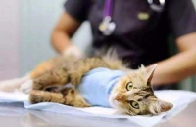 ​小猫一直叫是什么原因？是受伤了？生病了？通常是这7种情况引起