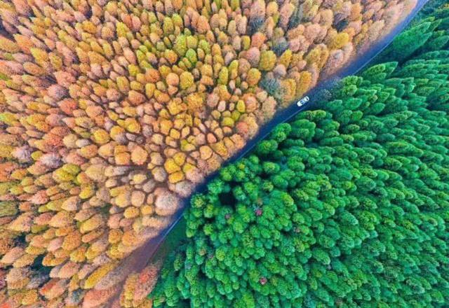 重庆金佛山自驾游（重庆康养自驾金佛山大环线）(21)