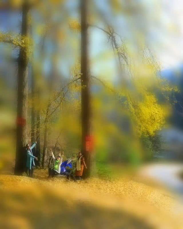 重庆金佛山自驾游（重庆康养自驾金佛山大环线）(41)