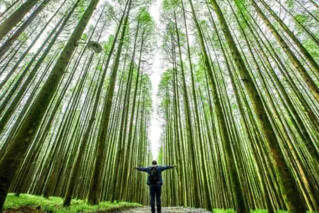 重庆金佛山自驾游（重庆康养自驾金佛山大环线）(24)