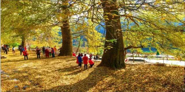 重庆金佛山自驾游（重庆康养自驾金佛山大环线）(39)