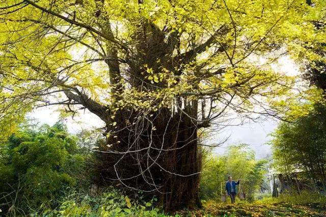 重庆金佛山自驾游（重庆康养自驾金佛山大环线）(40)