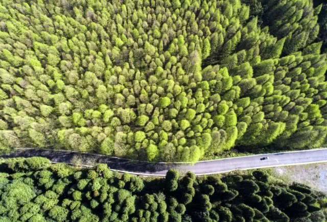 重庆金佛山自驾游（重庆康养自驾金佛山大环线）(25)