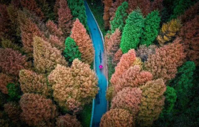 重庆金佛山自驾游（重庆康养自驾金佛山大环线）(22)