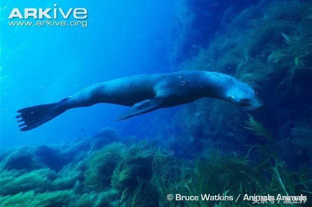 国家保护海洋生物有哪些（国家重点保护海洋生物名录大全）(7)