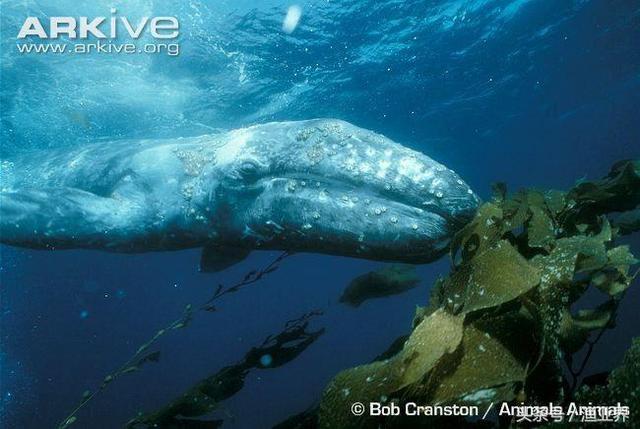 国家保护海洋生物有哪些（国家重点保护海洋生物名录大全）(31)