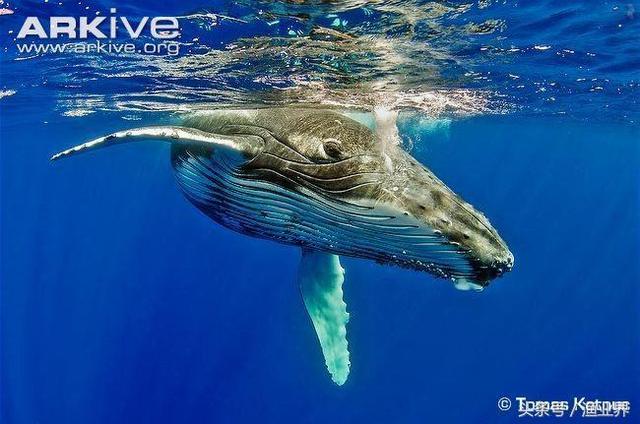 国家保护海洋生物有哪些（国家重点保护海洋生物名录大全）(30)
