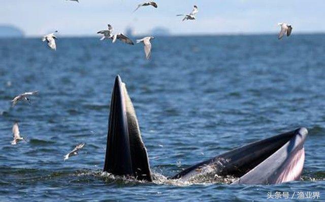 国家保护海洋生物有哪些（国家重点保护海洋生物名录大全）(28)