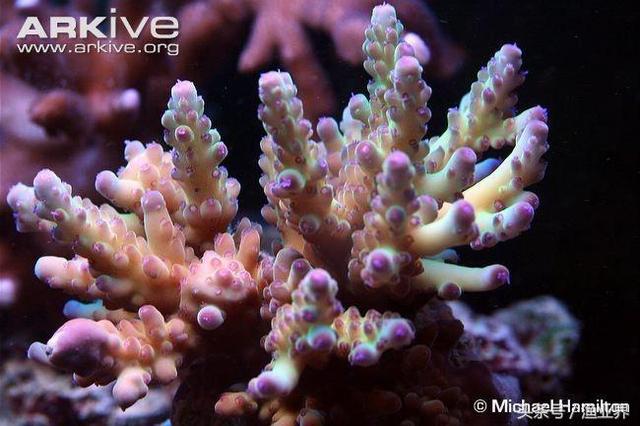 国家保护海洋生物有哪些（国家重点保护海洋生物名录大全）(44)