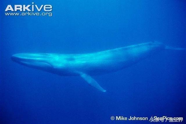 国家保护海洋生物有哪些（国家重点保护海洋生物名录大全）(27)