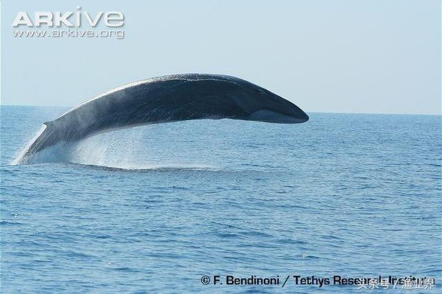 国家保护海洋生物有哪些（国家重点保护海洋生物名录大全）(29)