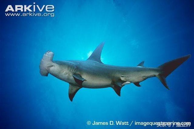 国家保护海洋生物有哪些（国家重点保护海洋生物名录大全）(37)