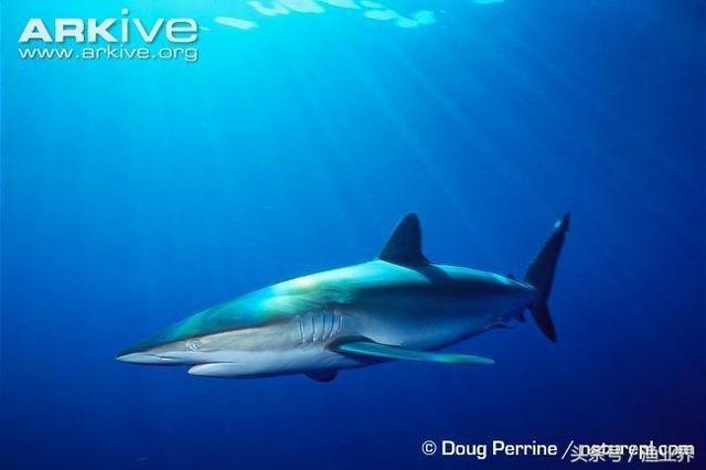 国家保护海洋生物有哪些（国家重点保护海洋生物名录大全）(34)