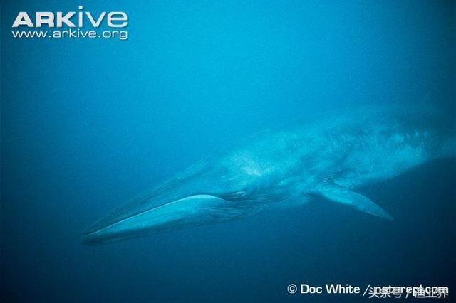 国家保护海洋生物有哪些（国家重点保护海洋生物名录大全）(26)