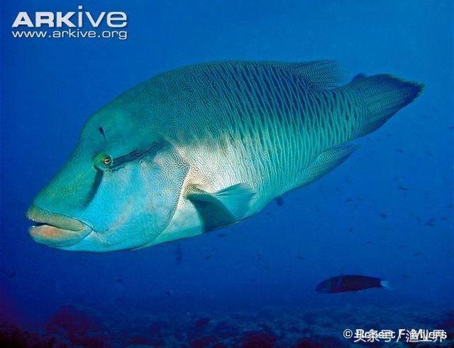 国家保护海洋生物有哪些（国家重点保护海洋生物名录大全）(42)