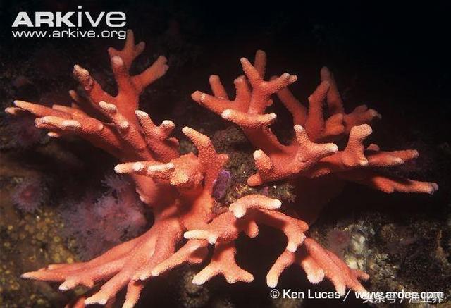 国家保护海洋生物有哪些（国家重点保护海洋生物名录大全）(46)