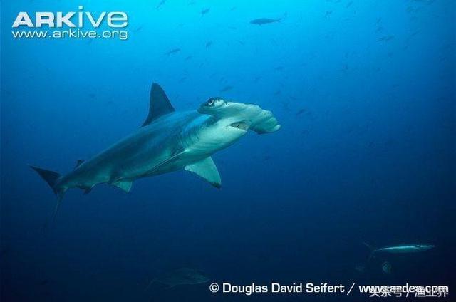 国家保护海洋生物有哪些（国家重点保护海洋生物名录大全）(36)