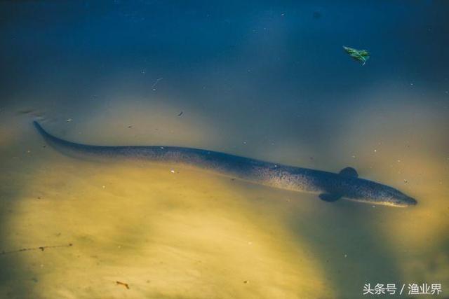 国家保护海洋生物有哪些（国家重点保护海洋生物名录大全）(16)