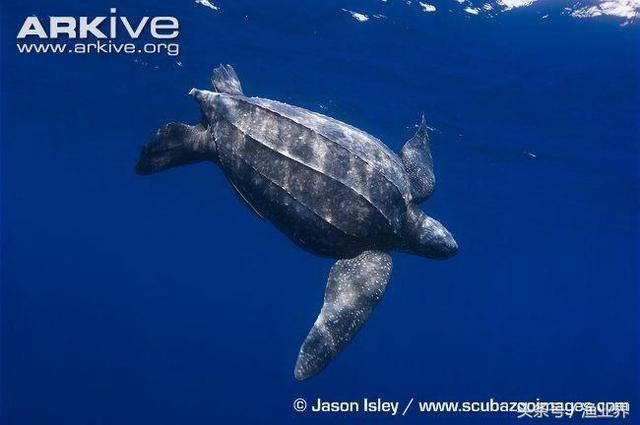 国家保护海洋生物有哪些（国家重点保护海洋生物名录大全）(13)