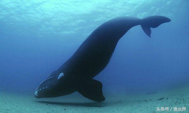 国家保护海洋生物有哪些（国家重点保护海洋生物名录大全）(23)