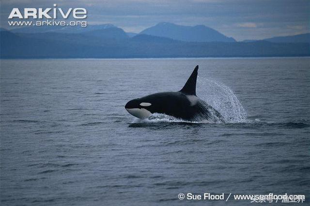 国家保护海洋生物有哪些（国家重点保护海洋生物名录大全）(8)