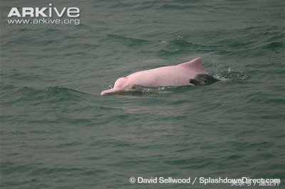 国家保护海洋生物有哪些(国家重点保护海洋生物名录大全)