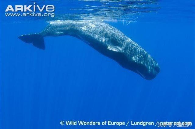 国家保护海洋生物有哪些（国家重点保护海洋生物名录大全）(32)