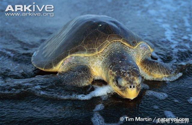 国家保护海洋生物有哪些（国家重点保护海洋生物名录大全）(12)