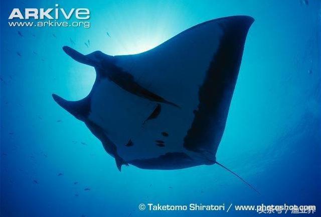 国家保护海洋生物有哪些（国家重点保护海洋生物名录大全）(39)