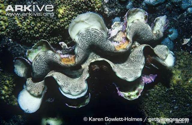 国家保护海洋生物有哪些（国家重点保护海洋生物名录大全）(4)