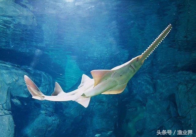 国家保护海洋生物有哪些（国家重点保护海洋生物名录大全）(33)