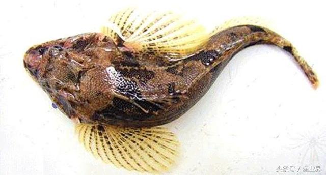 国家保护海洋生物有哪些（国家重点保护海洋生物名录大全）(15)