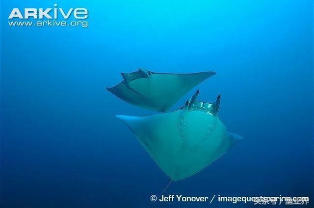 国家保护海洋生物有哪些（国家重点保护海洋生物名录大全）(40)