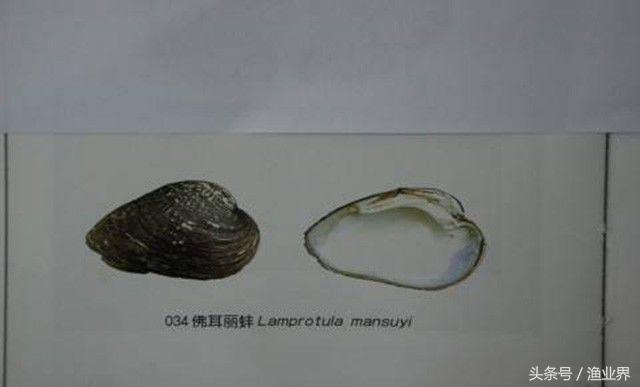 国家保护海洋生物有哪些（国家重点保护海洋生物名录大全）(22)