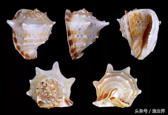 国家保护海洋生物有哪些（国家重点保护海洋生物名录大全）(20)