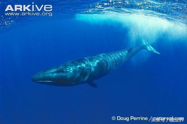 国家保护海洋生物有哪些（国家重点保护海洋生物名录大全）(25)