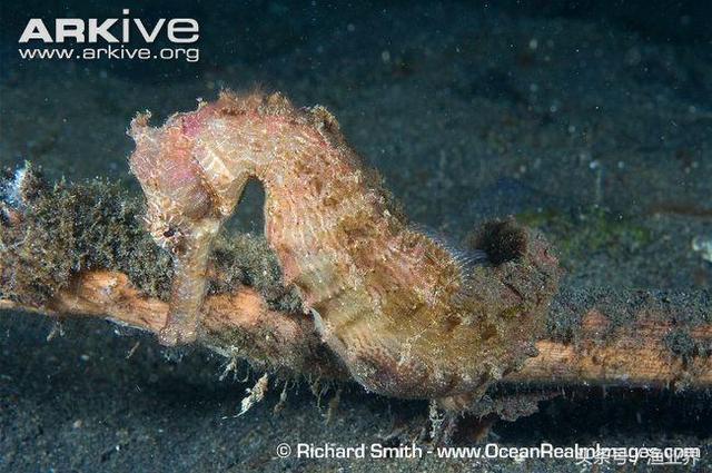 国家保护海洋生物有哪些（国家重点保护海洋生物名录大全）(17)