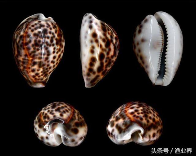 国家保护海洋生物有哪些（国家重点保护海洋生物名录大全）(19)