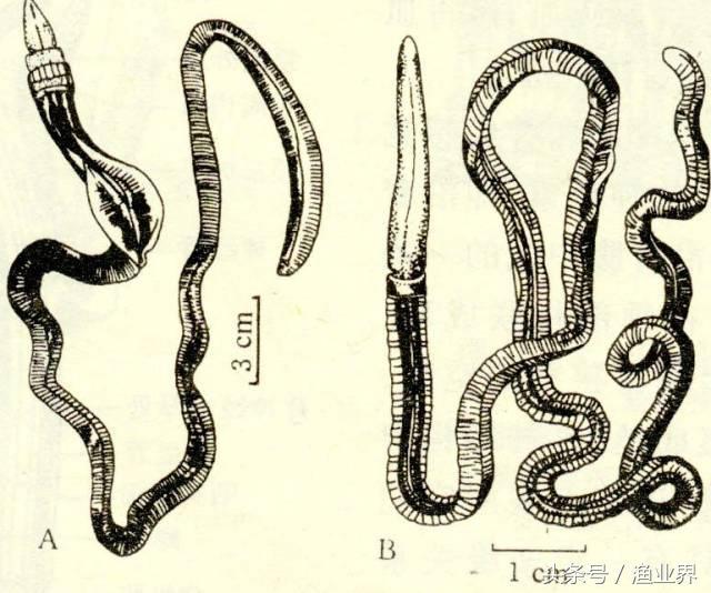 国家保护海洋生物有哪些（国家重点保护海洋生物名录大全）(6)