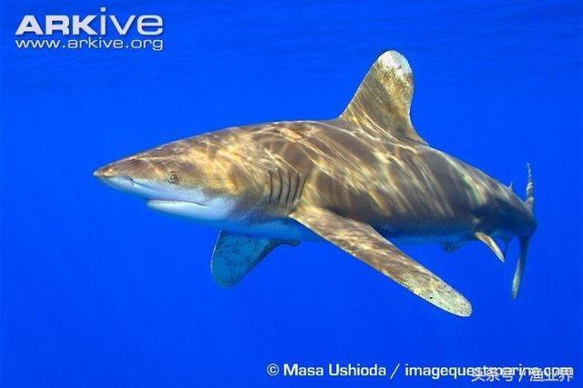 国家保护海洋生物有哪些（国家重点保护海洋生物名录大全）(35)