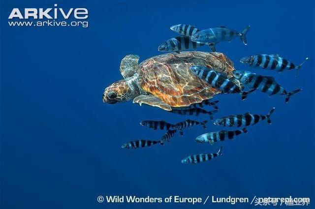 国家保护海洋生物有哪些（国家重点保护海洋生物名录大全）(9)